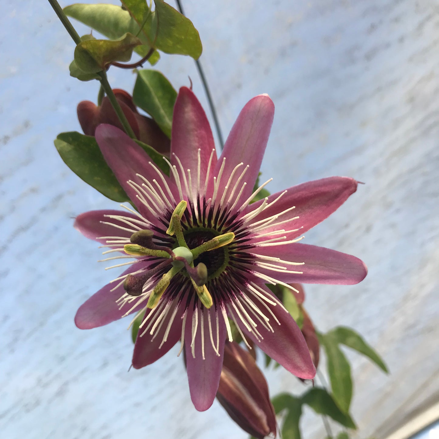 Passiflora  x violacea 'Victoria' 3L - Passion Flower