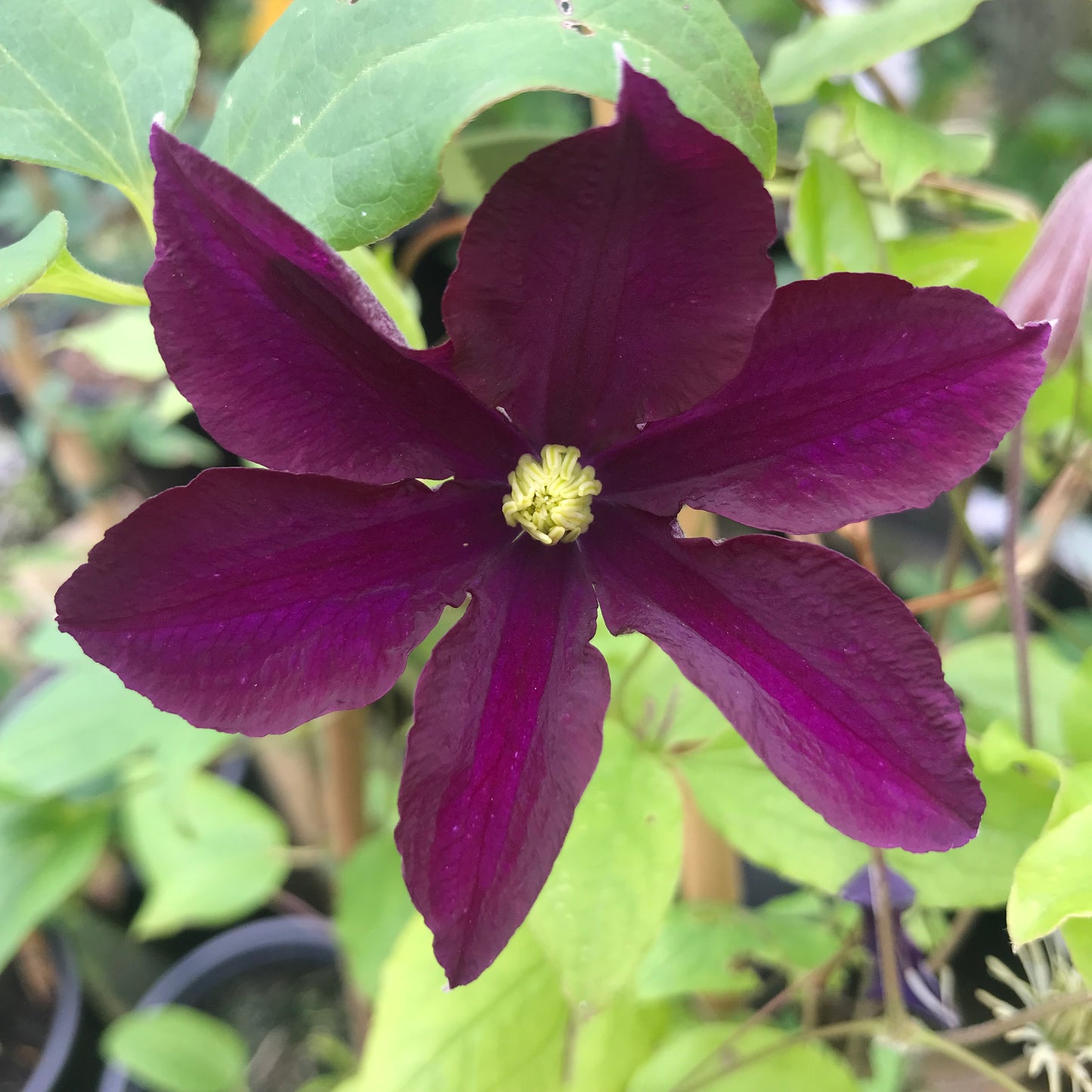 Clematis Warsaw Nike / Warszawska Nike Large 2L Climber Plant