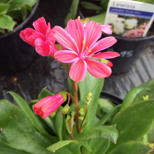 Lewisia cotledon ‘Elise Mixed’