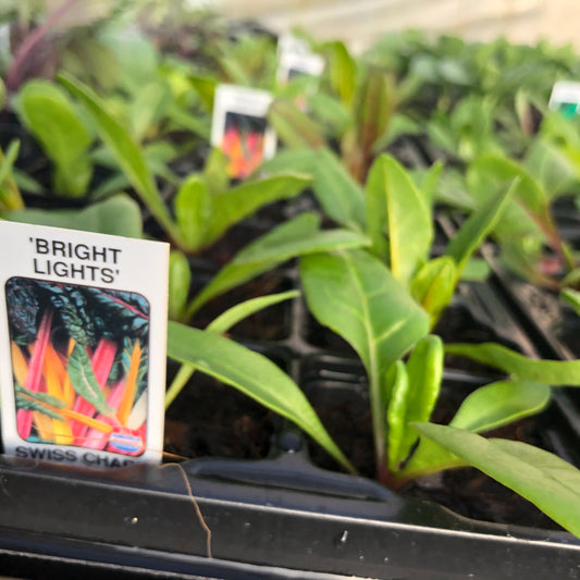 Swiss Chard 'Bright Lights'