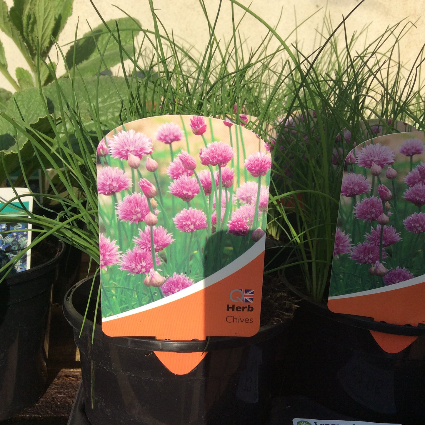 Chives -1L