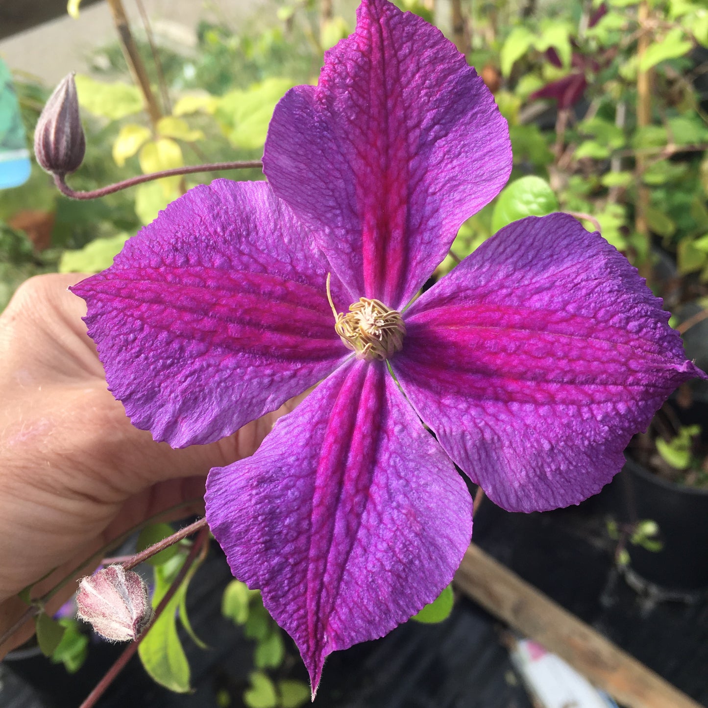 Clematis Star of India Large 3L Climber Plant