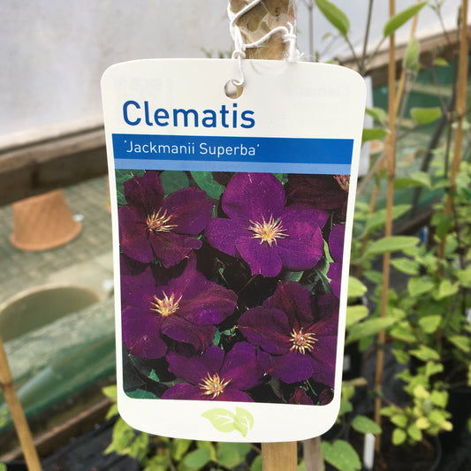 Clematis 'Jackmanii Superba' Large 3L Climber Plant