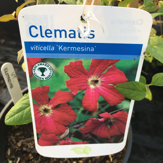 Clematis viticella 'Kermesina' Large 3L Climber Plant