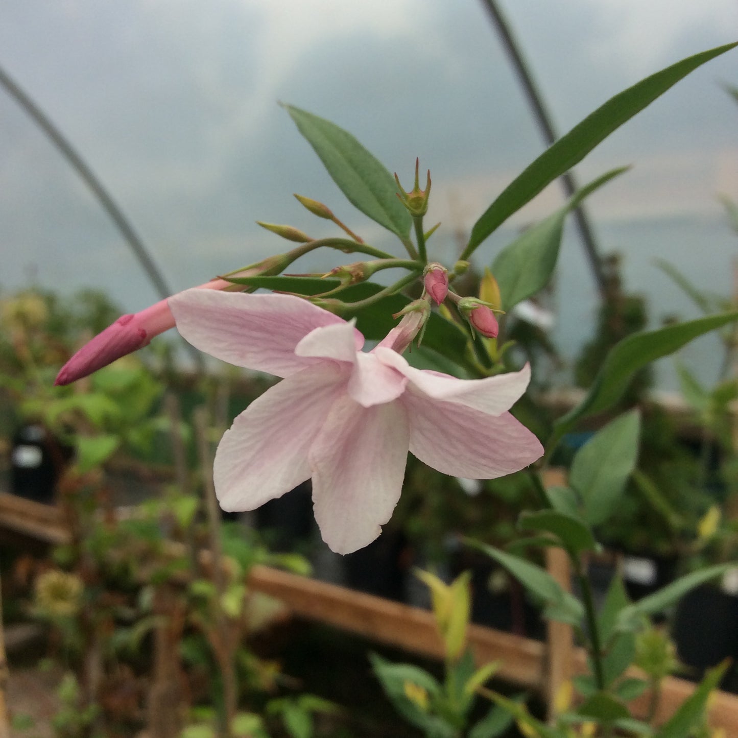 Jasminum Stephanense (pink flower) 3L