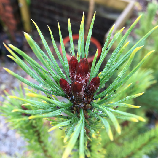 Pinus sylvestris - Scots Pine