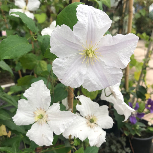 Clematis White Price Charles