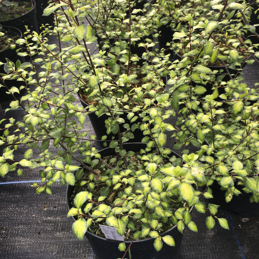 Pittosporum tenuifolium Tandara Gold 3L