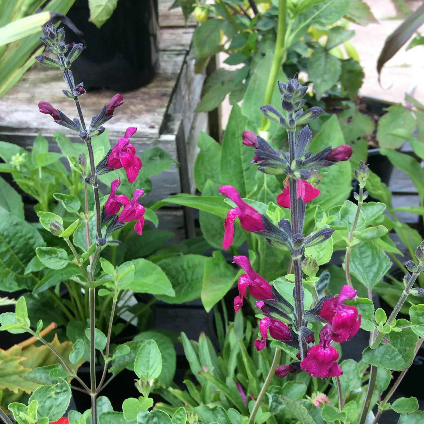 Salvia Amethyst lips 2L