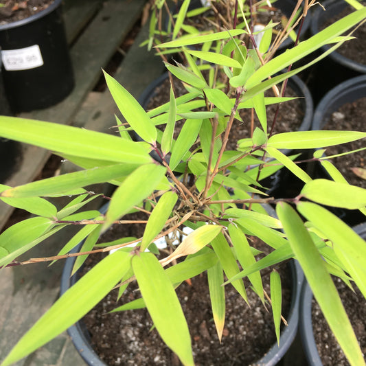 Fargesia nitida Great Wall - Bamboo 5L Pot