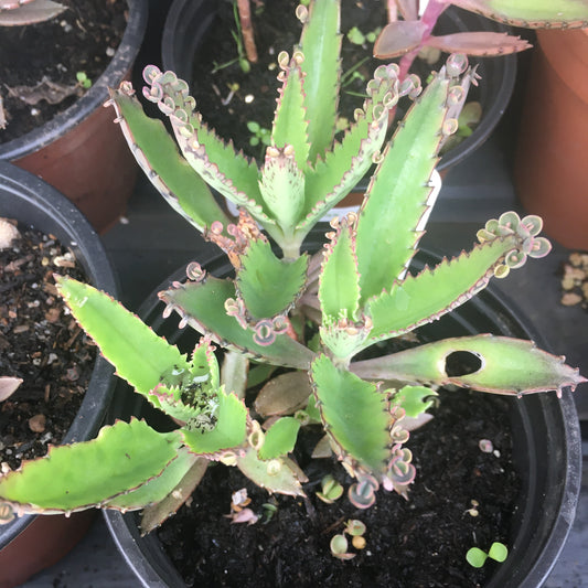 Mother of Millions Succulent 1L