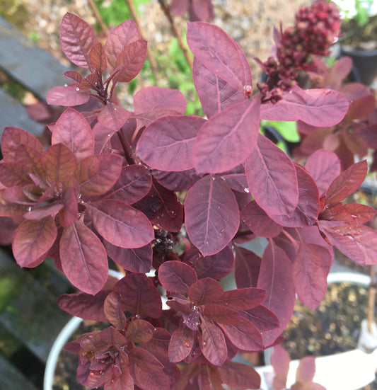 Cotinus Grace 3L