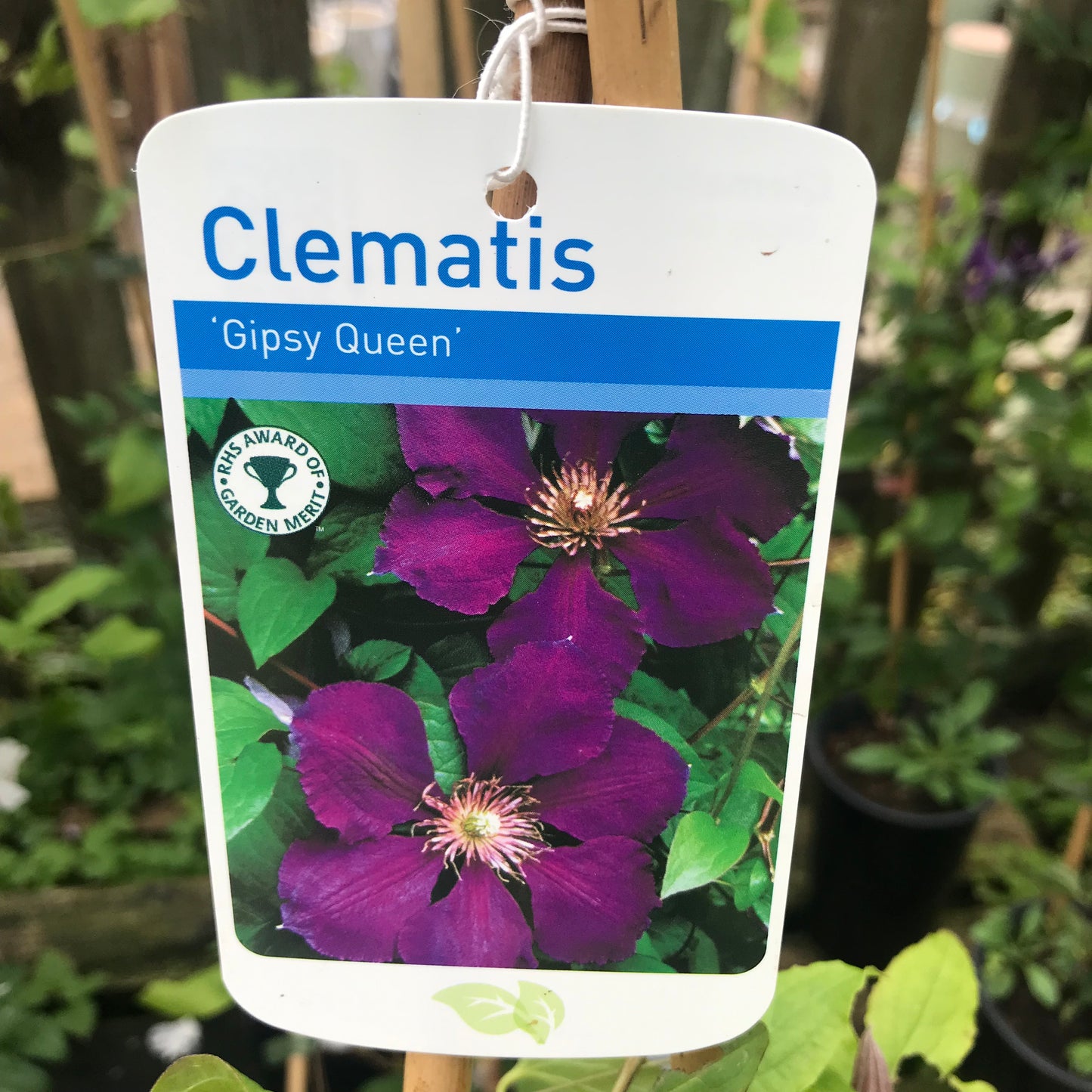 Clematis Gipsy Queen Large 2L Climber Plant