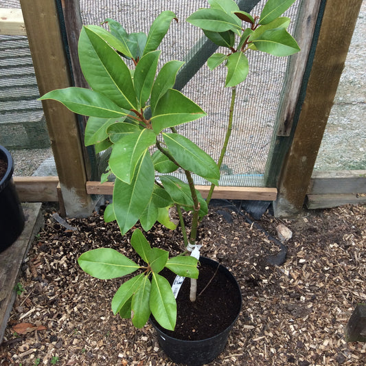 Magnolia grandiflora Exmouth