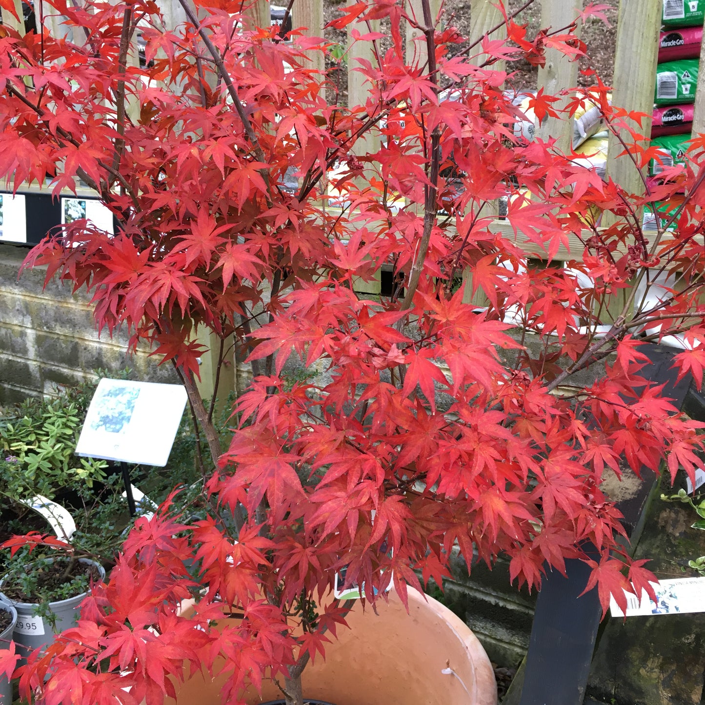 Acer palmatum Bloodgood 3L