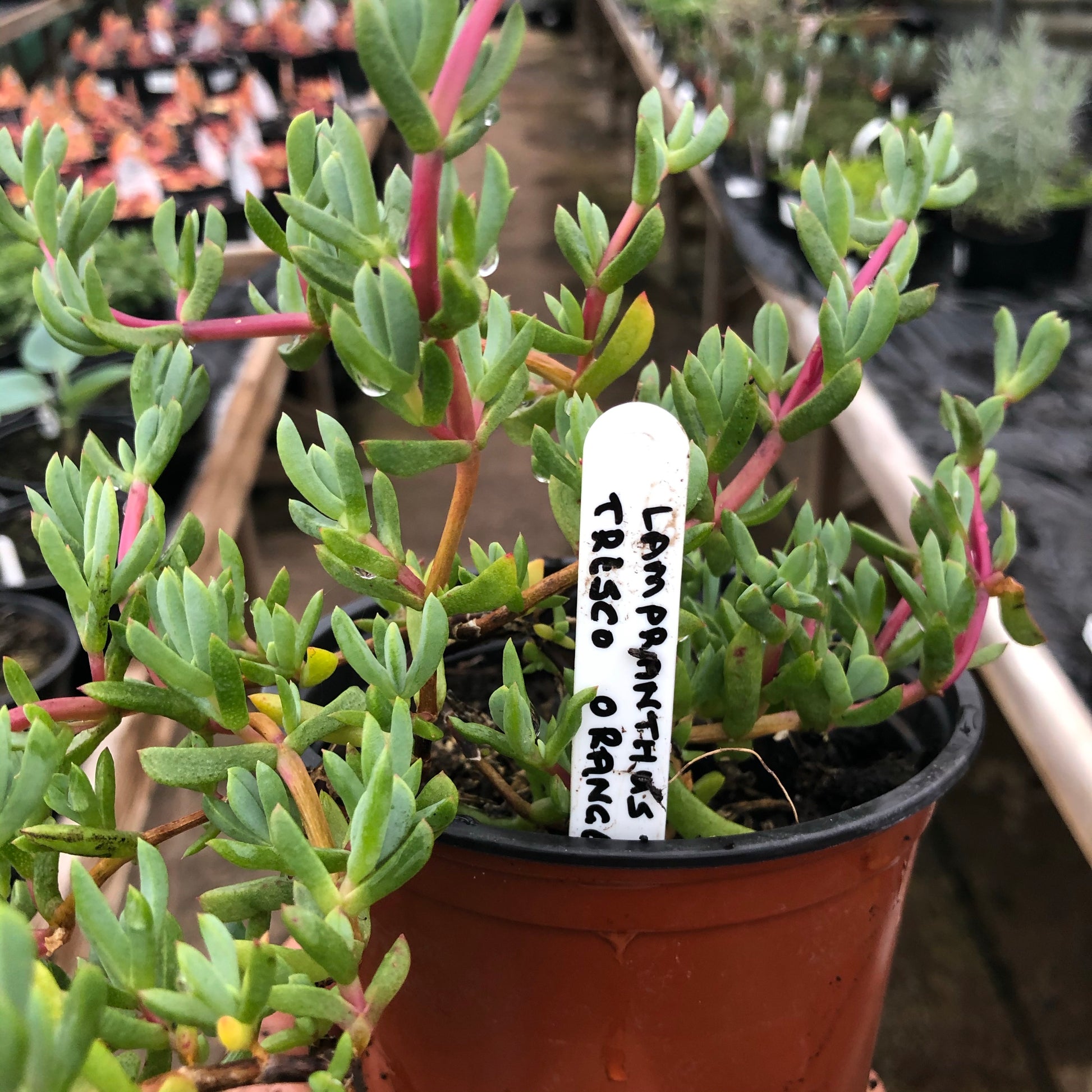 lampranthus succulent Lampranthus