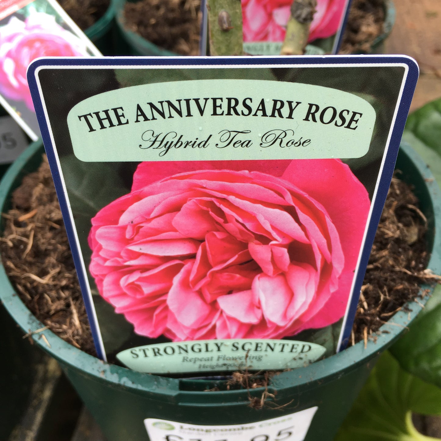 Rose - The Anniversary Rose - 5.5L Hybrid Tea