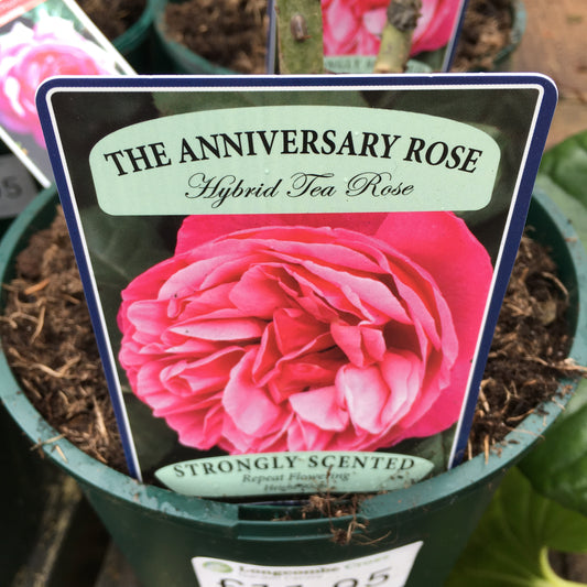 Rose - The Anniversary Rose - 5.5L Hybrid Tea