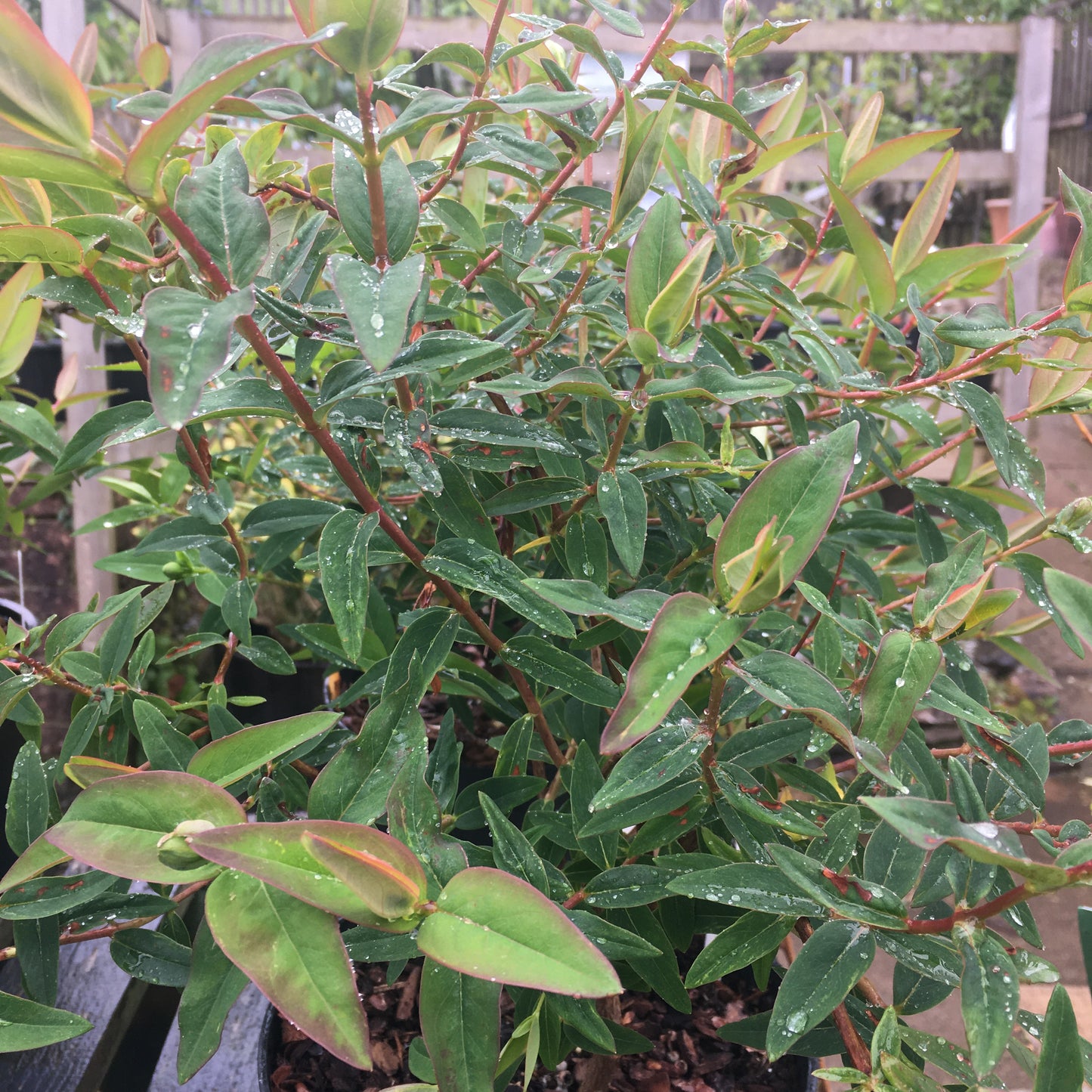 Hypericum Hidcote 3L