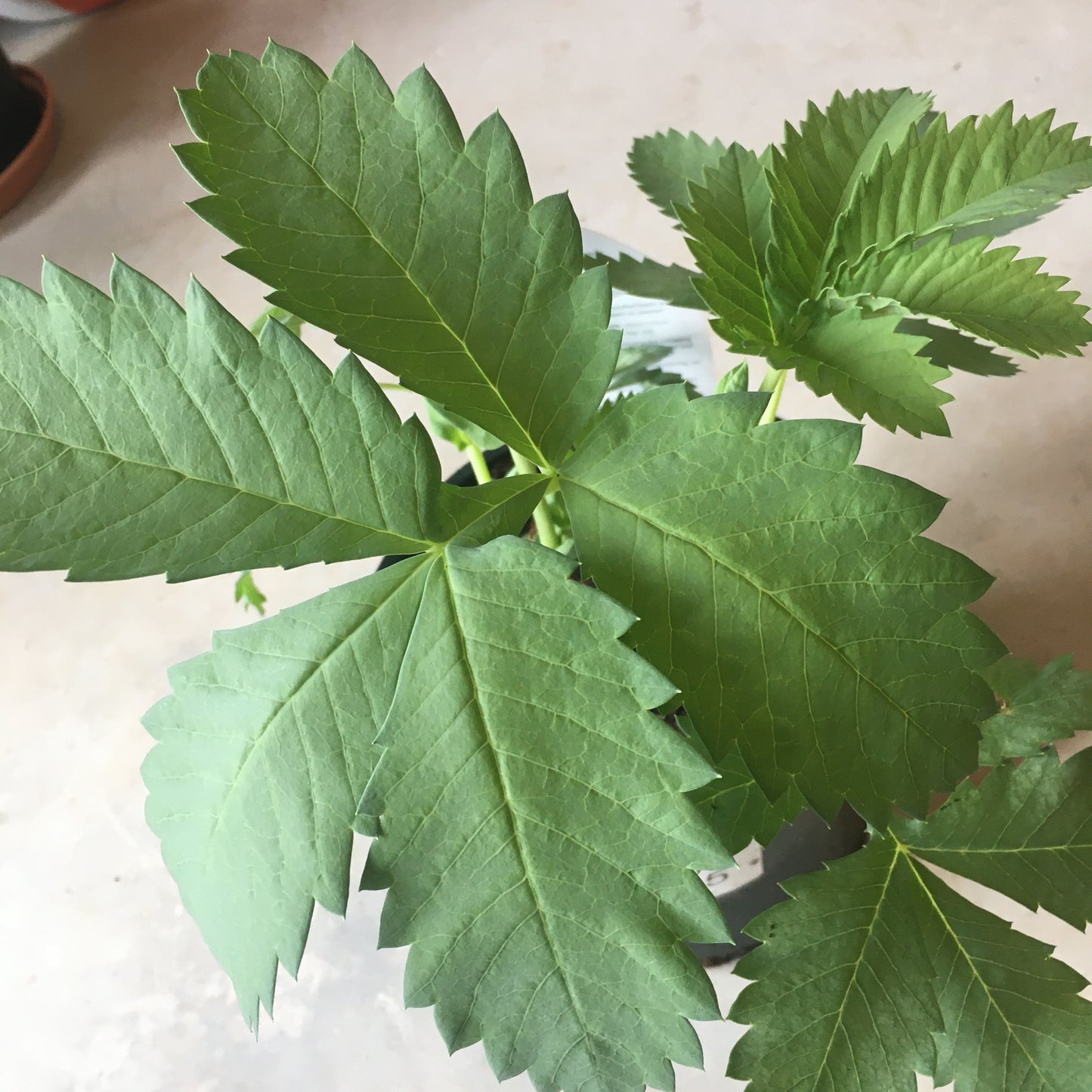 Melianthus major - Honeybush or Peanut Butter plant!