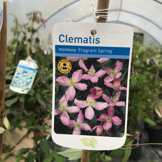 Clematis montana Fragrant Spring Large 2L Climber Plant