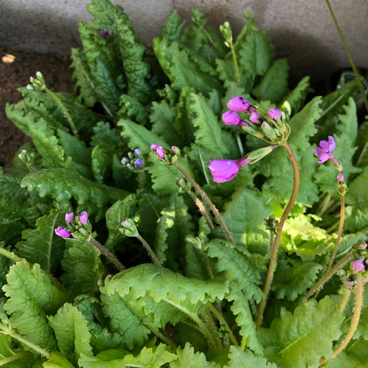 Primula sieboldii - 2L pot