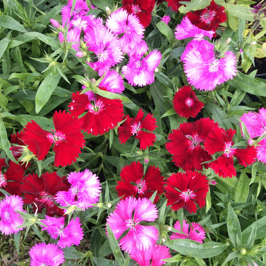 Dianthus Festival Mixed 6 pack