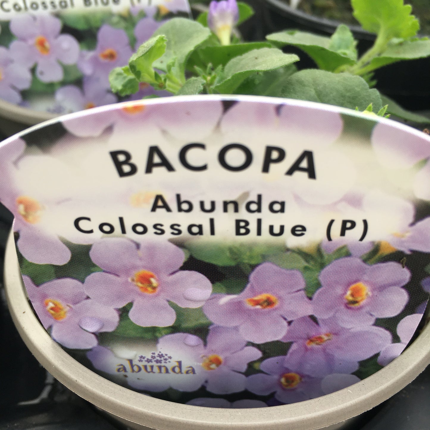 Bedding plants 9cm Diascia Verbena Bacopa Bidens Surfinias etc