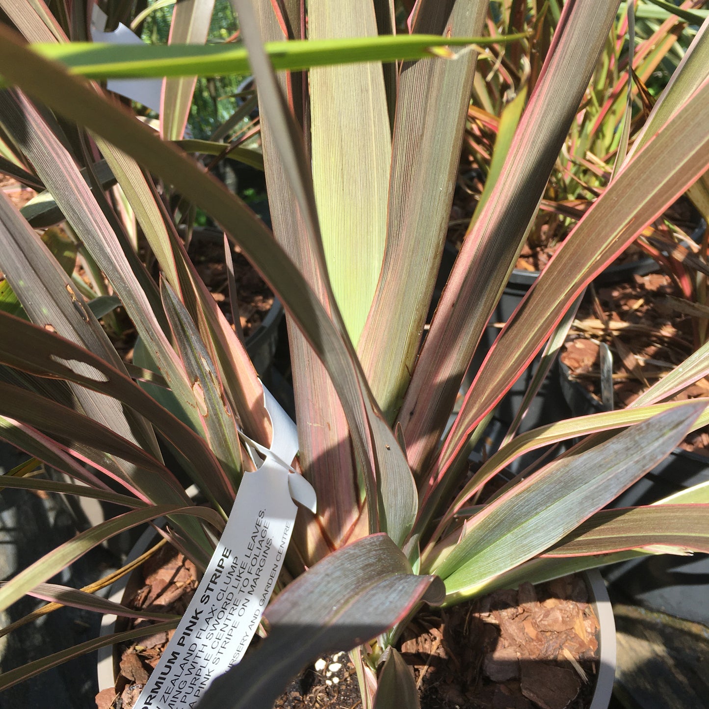 Phormium 'Pink Stripe' - New Zealand Flax