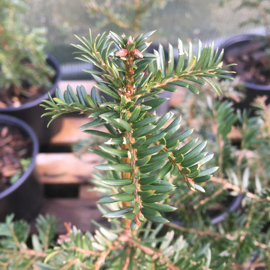 Taxus baccata - English yew