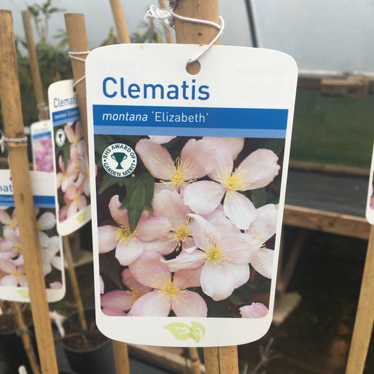 Clematis montana 'Elizabeth' Large 2L Climber Plant