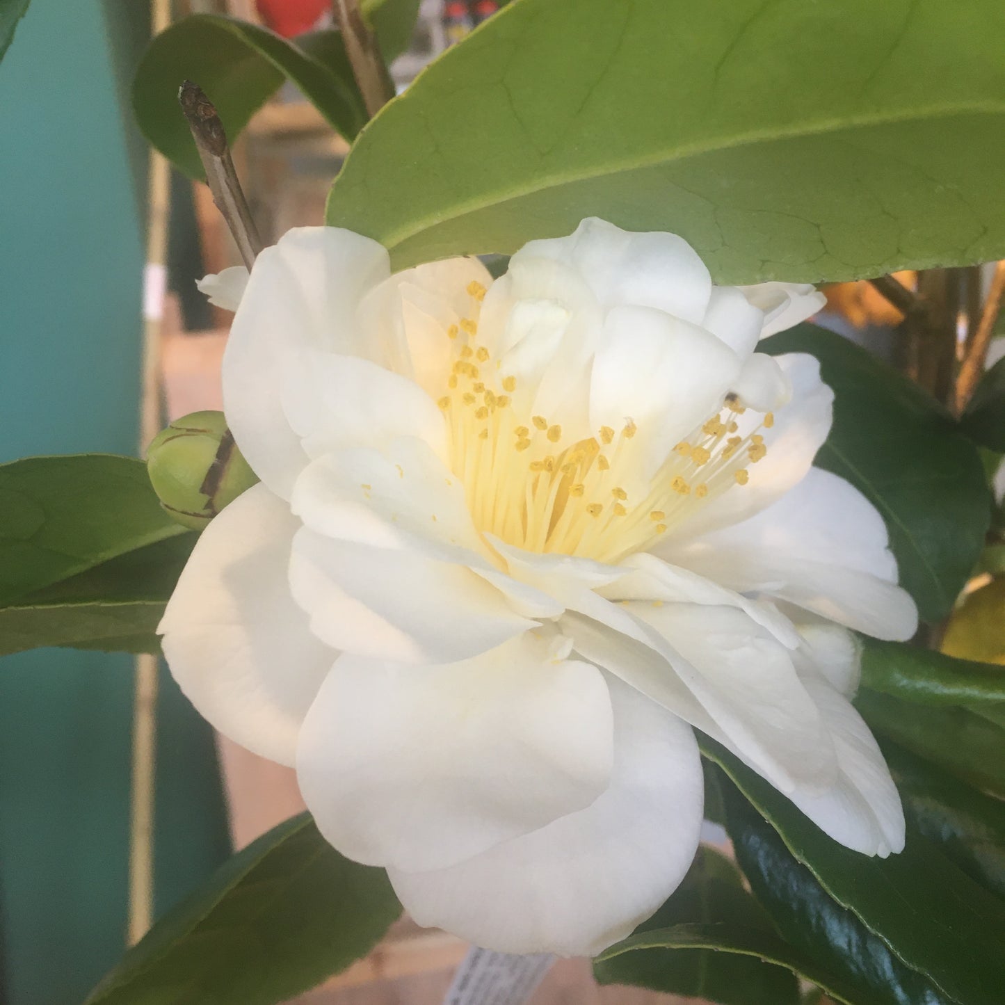 Camellia Silver Anniversary 7L