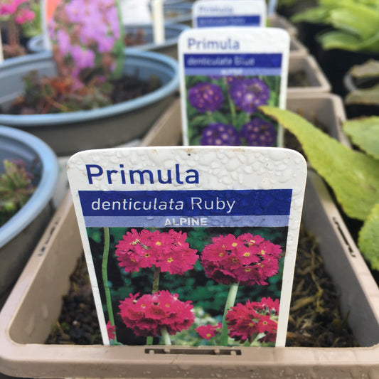 Primula denticulata Blue & Ruby 1L