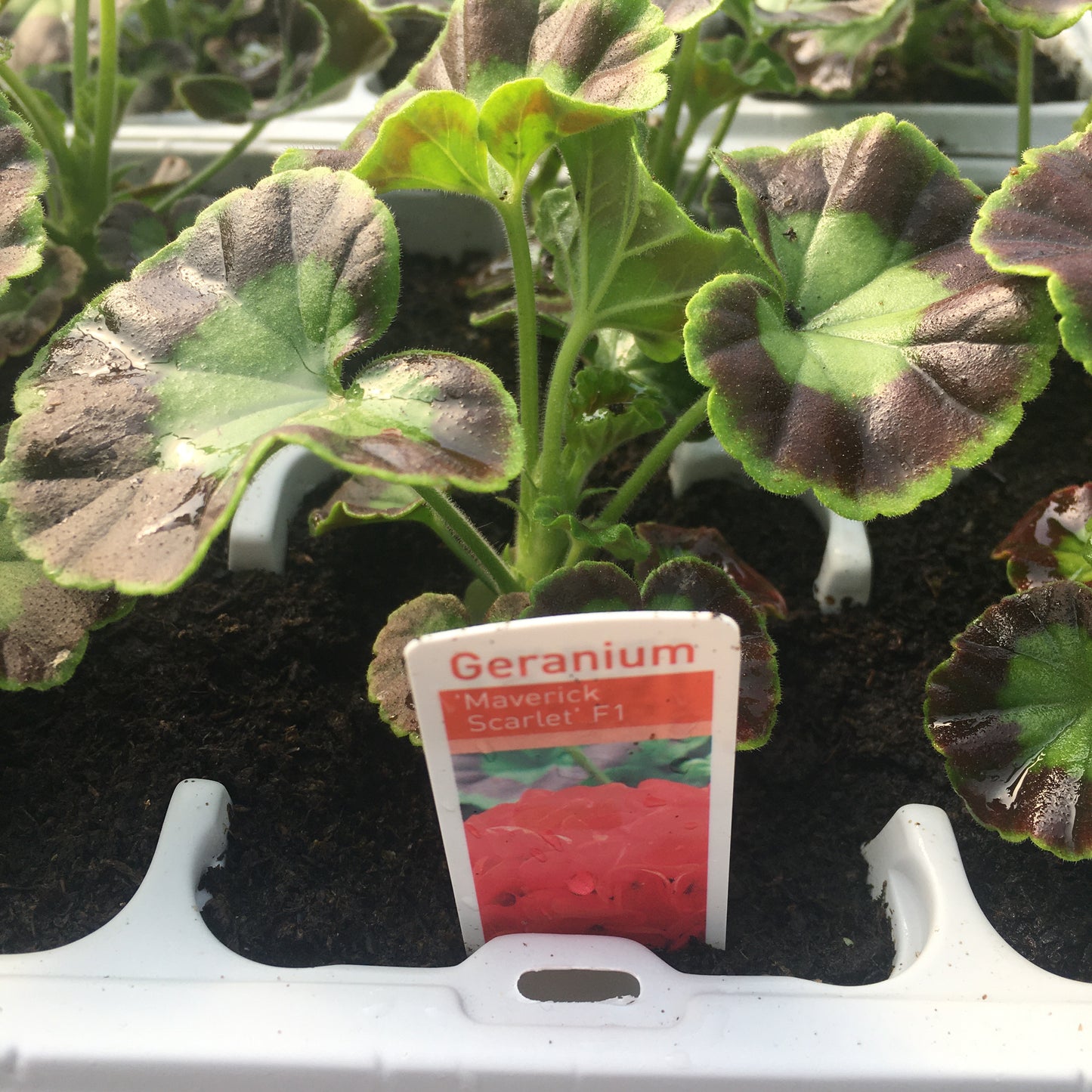 Geranium Zonal Leaf 6 pack