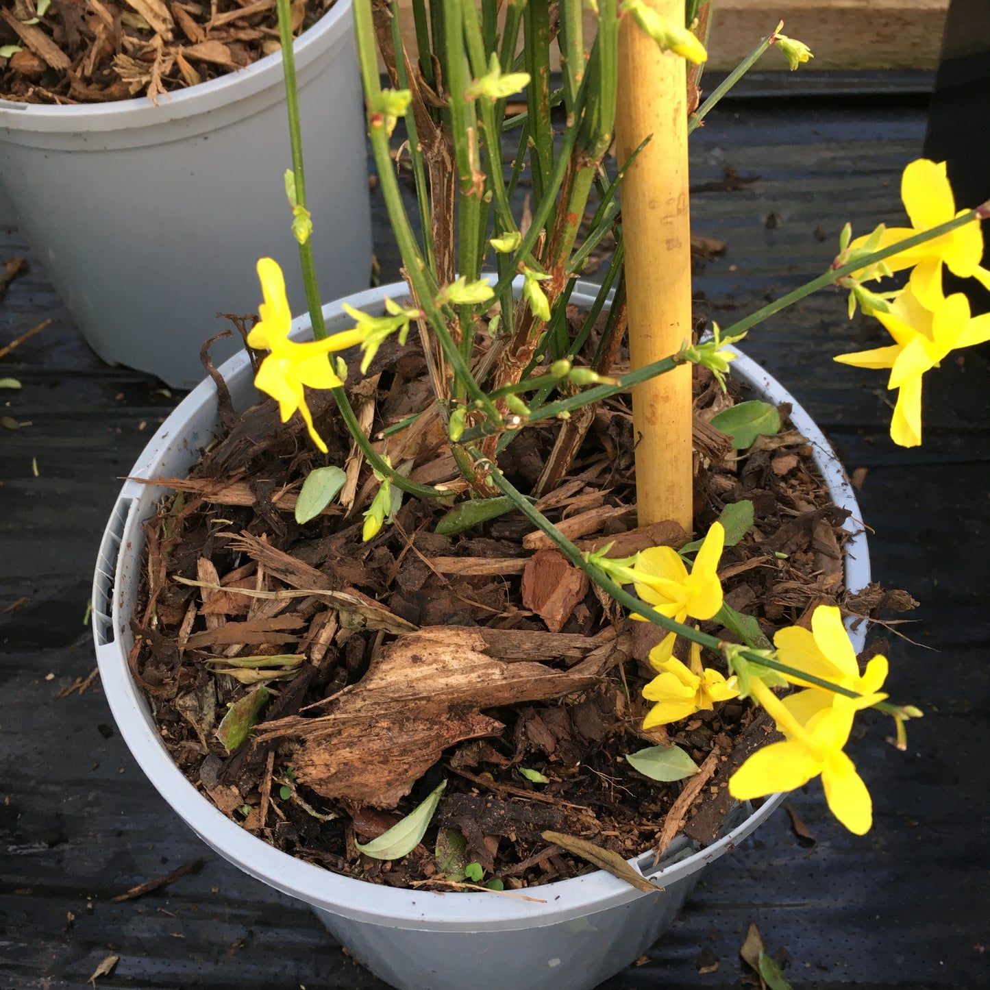 Jasminum Nudiflorum 3L - Jasmin