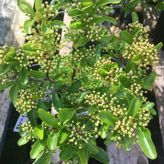 Pyracantha Saphyr Cadrou (Red Berry) 3L