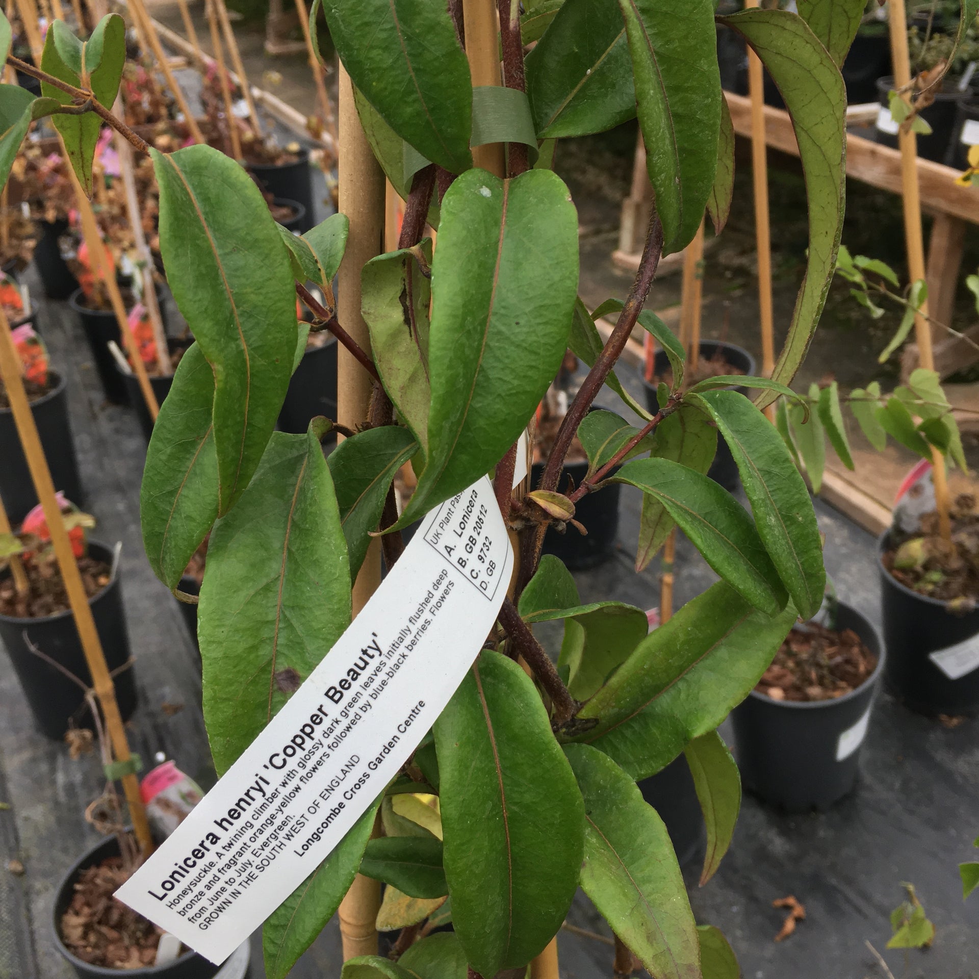Honeysuckle - Lonicera henryi 'Copper Beauty' 3L  Longcombe Cross