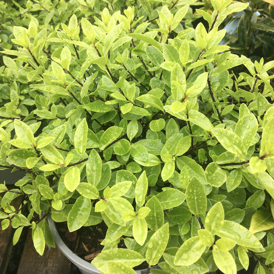 Pittosporum 'Golf Ball' 3L