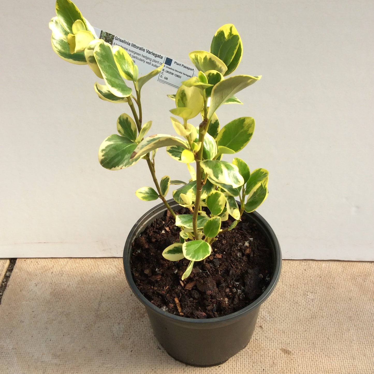 Griselinia littoralis Variegata 3L