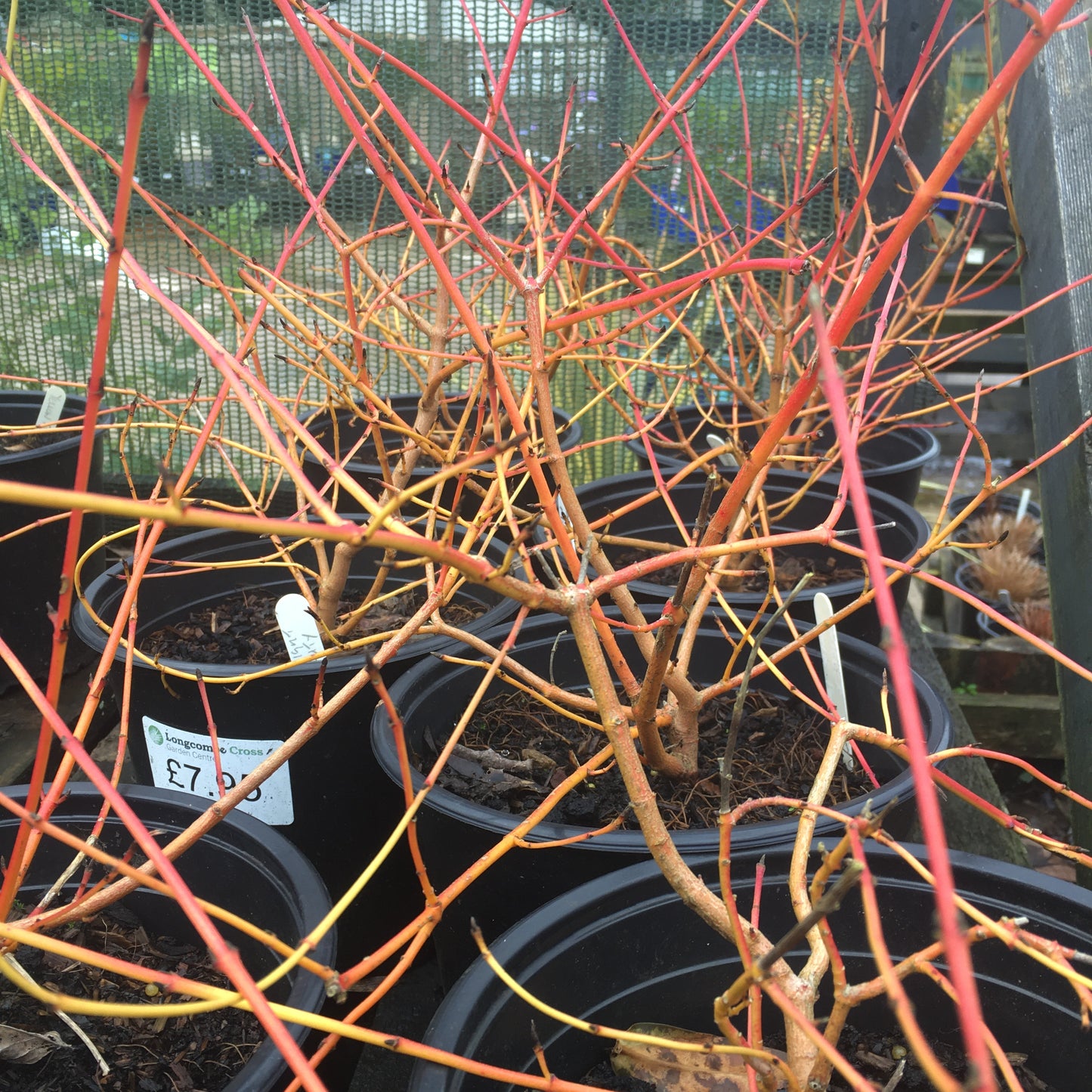 Cornus sanguinea 'Midwinter Fire' (Winter Beauty) 15L