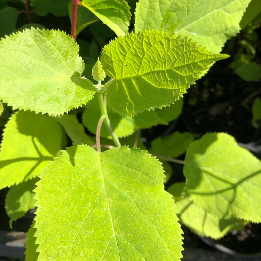 Hydrangea Annabelle 4/5L