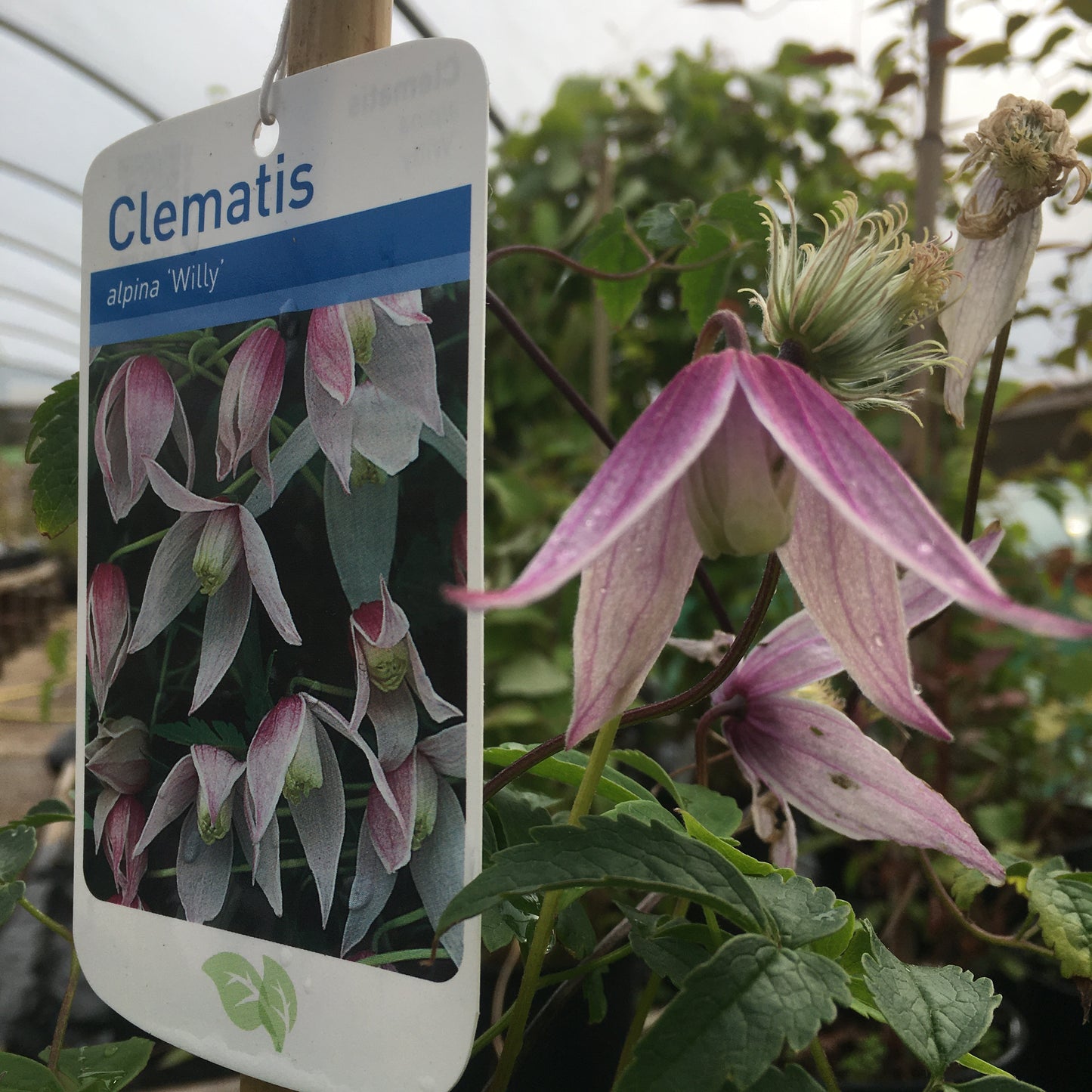 Clematis alpina 'Willy' Large 2L Climber Plant