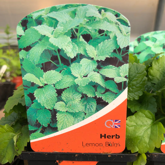 Lemon balm - Mellissa officinalis 1L