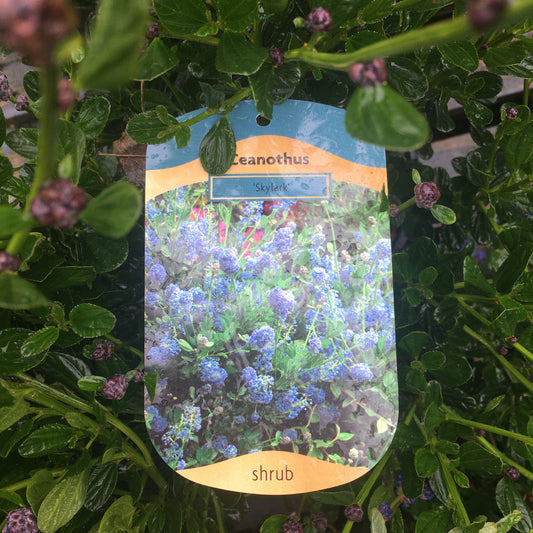 Ceanothus thysiflorus Skylark 3L