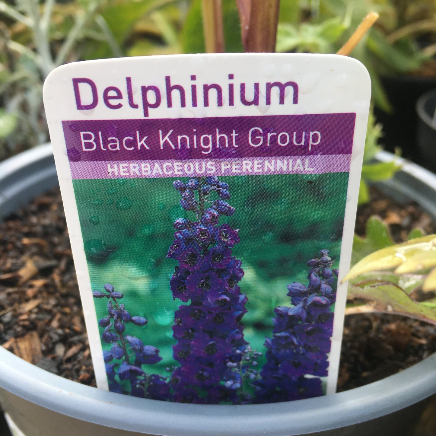 Delphinium (Mixed Colours)