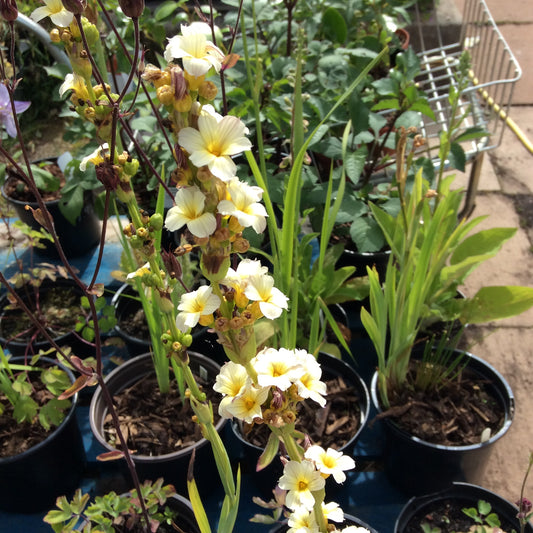 Sisyrinchium striatum 3L