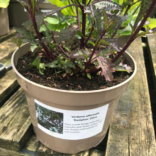 Verbena officinalis v. grandiflora Bampton 2L
