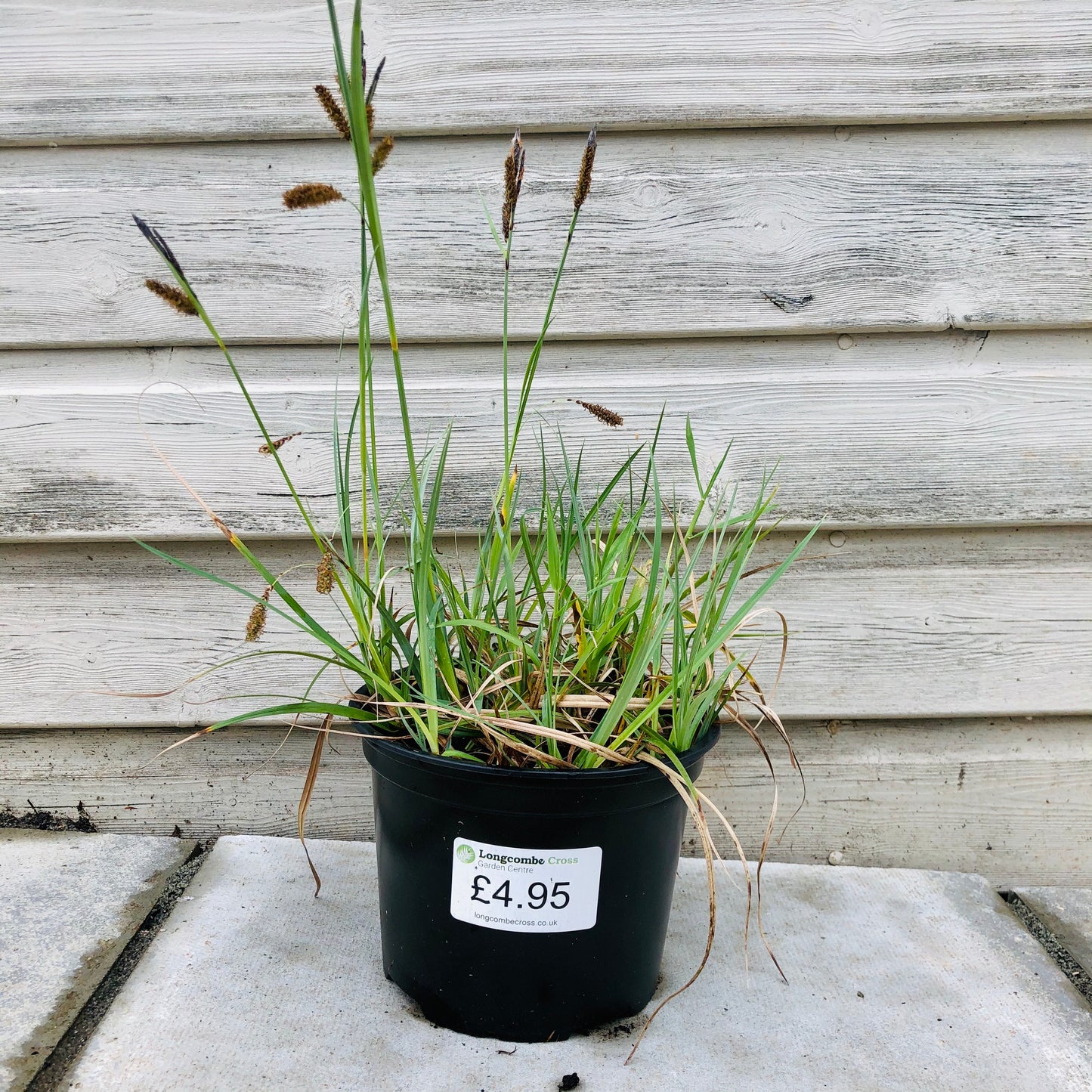 Carex Flacca grass 2L