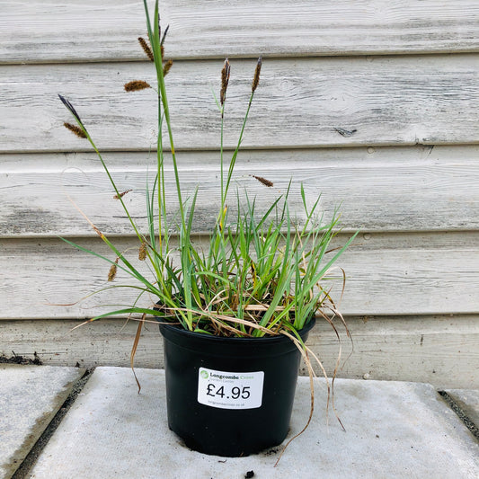 Carex Flacca grass 2L