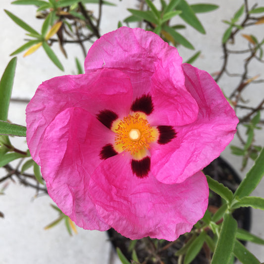 Cistus Silver Pink 3L